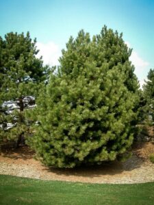 Сосна Чёрная (Pinus Nigra) купить по цене от 270.00р. в интернет-магазине «Посадика» с доставкой почтой в в Ухтае и по всей России – [изображение №1].