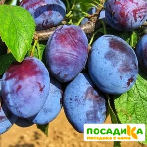 Слива Чачакская ранняя купить по цене от 229.00р. в интернет-магазине «Посадика» с доставкой почтой в в Ухтае и по всей России – [изображение №1].