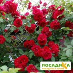 Роза плетистая Амадеус купить по цене от 399.00р. в интернет-магазине «Посадика» с доставкой почтой в в Ухтае и по всей России – [изображение №1].