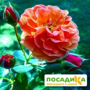 Роза Арабия купить по цене от 350.00р. в интернет-магазине «Посадика» с доставкой почтой в в Ухтае и по всей России – [изображение №1].