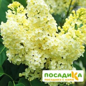 Сирень Примроуз (Primrose) купить по цене от 529.00р. в интернет-магазине «Посадика» с доставкой почтой в в Ухтае и по всей России – [изображение №1].