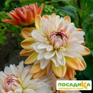 Георгина Коуп де Солейл (декоративная) купить по цене от 400р. в интернет-магазине «Посадика» с доставкой почтой в в Ухтае и по всей России – [изображение №1].