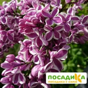 Сирень Сенсация купить по цене от 529.00р. в интернет-магазине «Посадика» с доставкой почтой в в Ухтае и по всей России – [изображение №1].