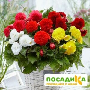 Бегония Фимбриата купить по цене от 235р. в интернет-магазине «Посадика» с доставкой почтой в в Ухтае и по всей России – [изображение №1].