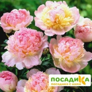 Пион Распберри Сандей (Paeonia Raspberry Sundae) купить по цене от 959р. в интернет-магазине «Посадика» с доставкой почтой в в Ухтае и по всей России – [изображение №1].