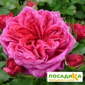 Шраб Роза Соул купить по цене от 390.00р. в интернет-магазине «Посадика» с доставкой почтой в в Ухтае и по всей России – [изображение №1].