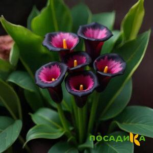 Калла Аура Лейс купить по цене от 400р. в интернет-магазине «Посадика» с доставкой почтой в в Ухтае и по всей России – [изображение №1].