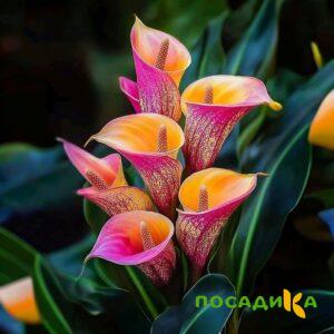 Калла Оникс купить по цене от 450р. в интернет-магазине «Посадика» с доставкой почтой в в Ухтае и по всей России – [изображение №1].