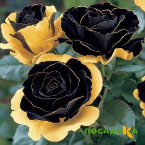 Роза Ханни Сикл купить по цене от 700р. в интернет-магазине «Посадика» с доставкой почтой в в Ухтае и по всей России – [изображение №1].