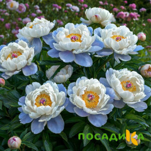 Пион акварельный Этюд купить по цене от 806р. в интернет-магазине «Посадика» с доставкой почтой в в Ухтае и по всей России – [изображение №1].