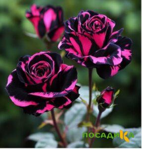 Роза Багровый Шепот купить по цене от 366р. в интернет-магазине «Посадика» с доставкой почтой в в Ухтае и по всей России – [изображение №1].