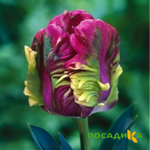 Тюльпан Экзотик Хэвен купить по цене от 186р. в интернет-магазине «Посадика» с доставкой почтой в в Ухтае и по всей России – [изображение №1].