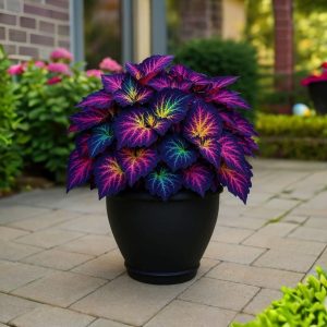 Хоста Фрости Блю купить по цене от 389р. в интернет-магазине «Посадика» с доставкой почтой в в Ухтае и по всей России – [изображение №1].