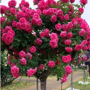 Роза Версаля купить по цене от 232р. в интернет-магазине «Посадика» с доставкой почтой в в Ухтае и по всей России – [изображение №1].